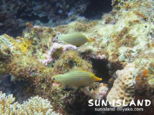 テングカワハギ