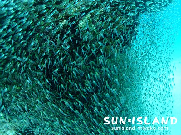 スカシテンジクダイの群れ