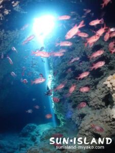 洞窟内に群がるアカマツカサ