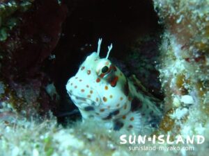 モンツキカエルウオ