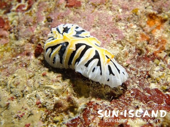 ユキヤマウミウシ