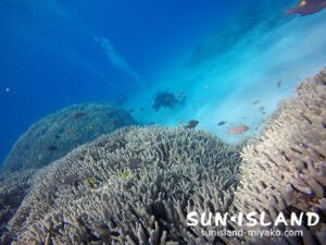 ユビエダハマサンゴの群生が見所のダイビングポイント『コーラルガーデン』