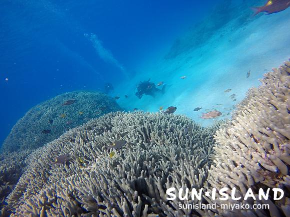 ユビエダハマサンゴの群生が見所のダイビングポイント『コーラルガーデン』