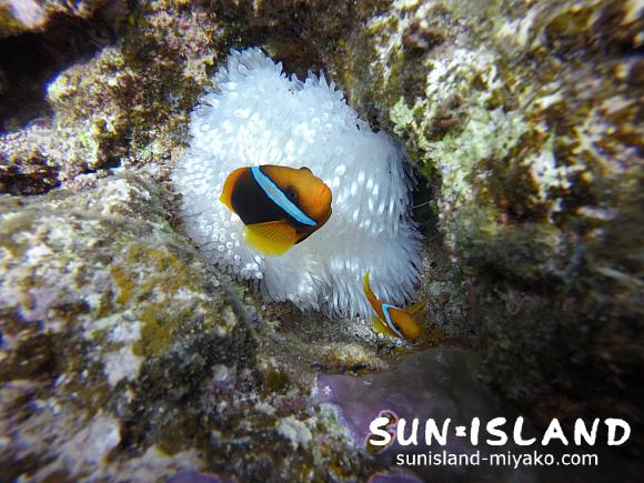 イソギンチャクに住むハマクマノミ