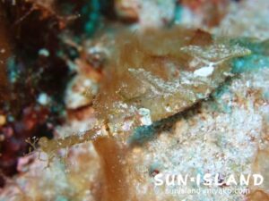 藻にカモフラージュするタツウミヤッコ