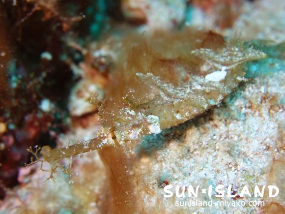 藻にカモフラージュするタツウミヤッコ