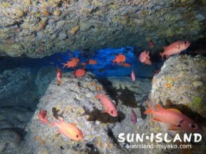 洞窟に住むアカマツカサ