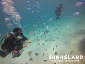 砂地にたくさんの魚が群れる今日の1ダイブ目『コーラルガーデン』