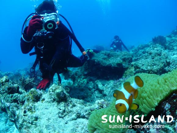 カクレクマノミを撮影する今日のゲスト