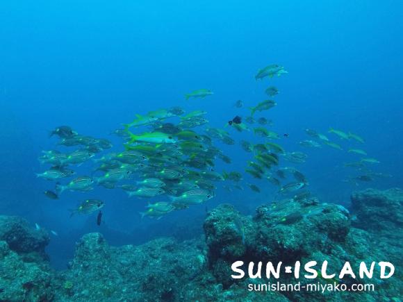 アカヒメジ・ノコギリダイの群れ