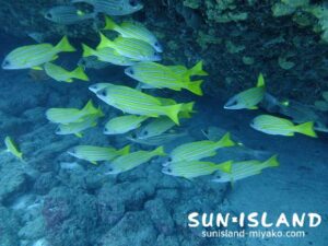 ヨスジフエダイ