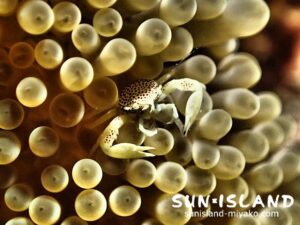 アカホシカニダマシ