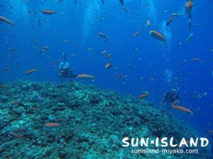 アカネハナゴイに囲まれるゲストダイバー