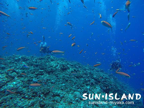 アカネハナゴイに囲まれるゲストダイバー