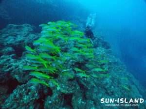 アカヒメジを見るゲストダイバーIさん