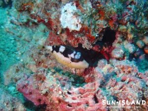 ゴマモンガラ幼魚