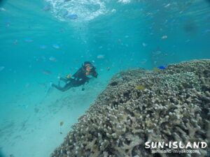 サンゴの群生を撮影するゲスト