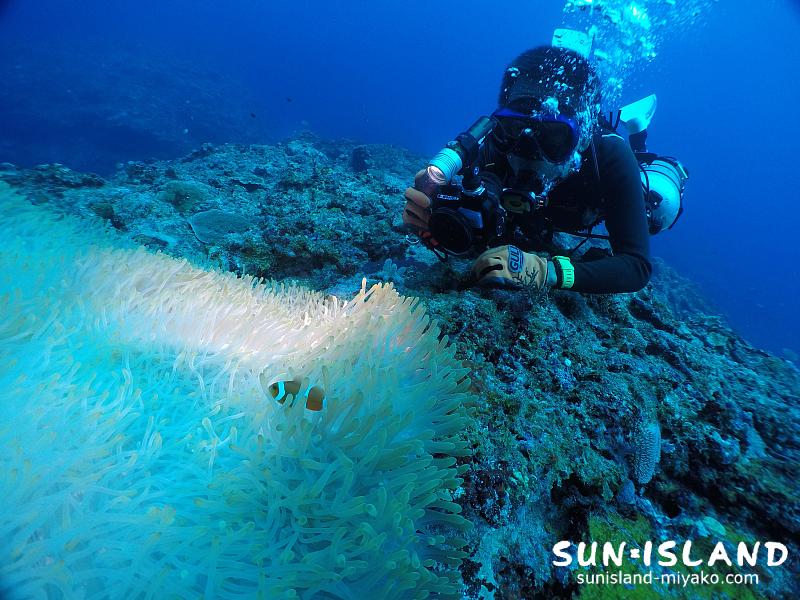 カクレクマノミを撮影するHさん