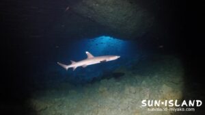 サンゴホールでサメに遭遇