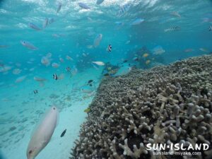 サンゴが群生するシギラビーチ