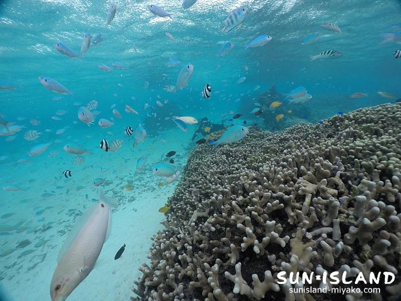 サンゴが群生するシギラビーチ