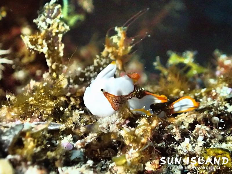 クマドリカエルアンコウ