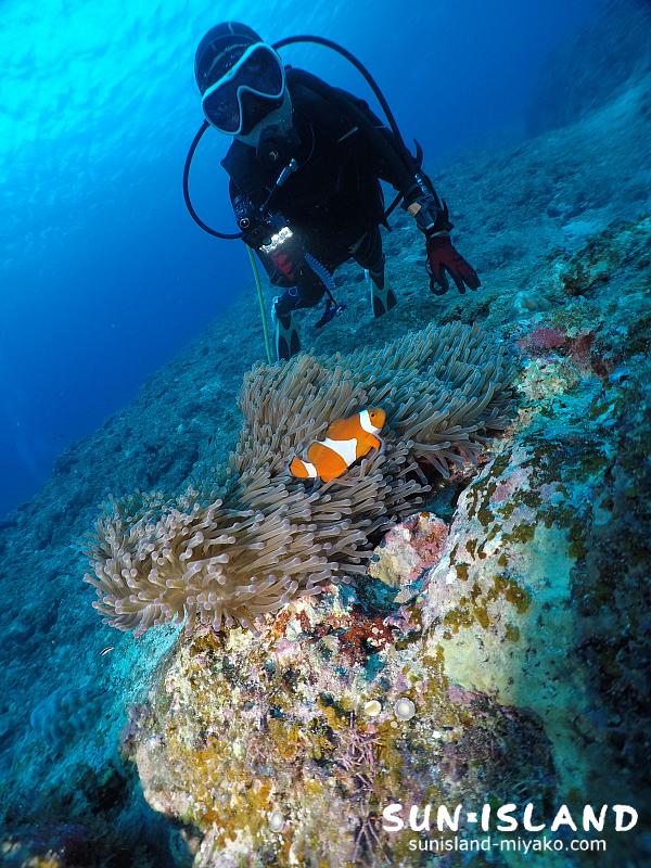 クマノミを撮影するゲストHさん