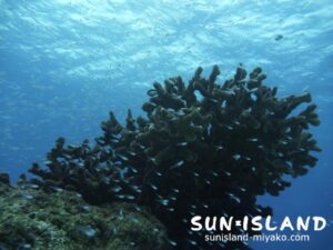 クリスタルパーク