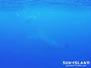 ザトウクジラに遭遇