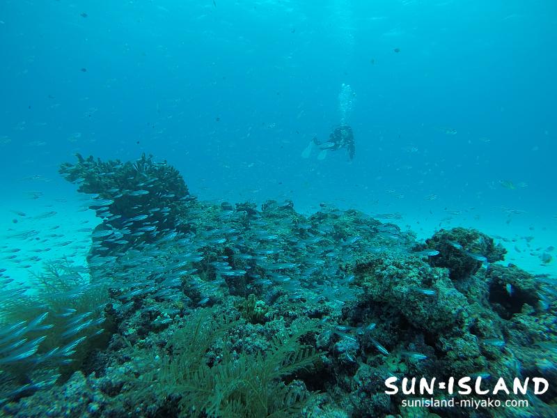 スカシテンジクダイが群がる【クリスタルパーク】