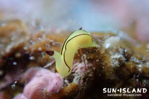 オレンジウミコチョウ