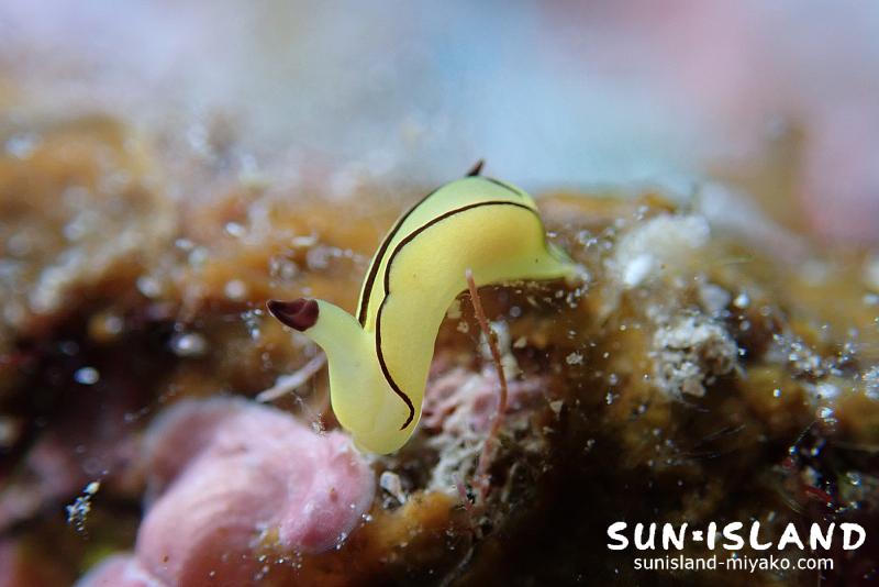 オレンジウミコチョウ