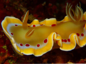 アカテンイロウミウシ