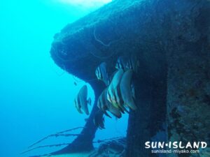 沈船に根付くツバメウオ