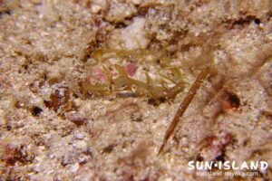 周りの環境にカモフラージュするタツウミヤッコ