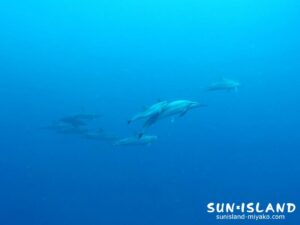 ダイビング中にイルカの群れに遭遇した