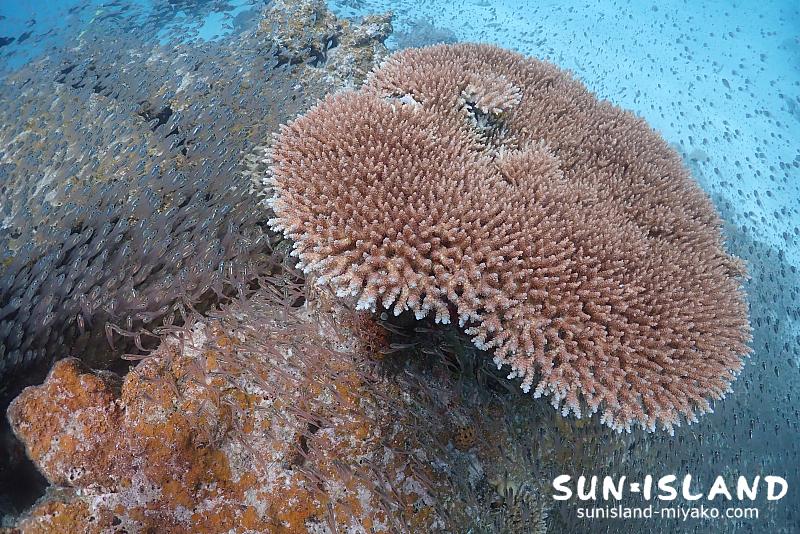 宮古島ダイビングスポット【八重干潮】