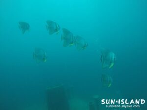 中層に蒸れるツバメウオ