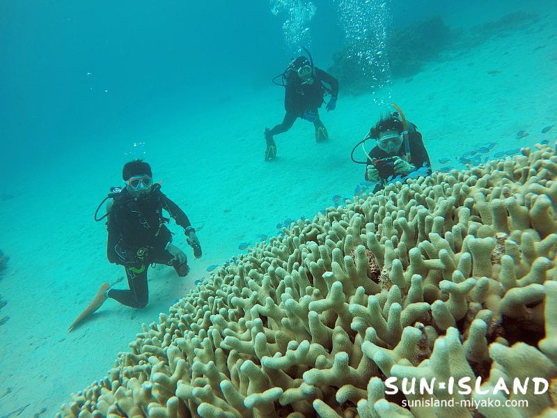 宮古島ダイビングスポット【コーラルガーデン】