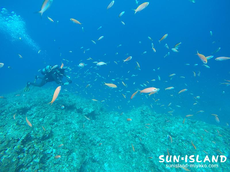 伊良部島ダイビングスポット【ハナダイの根】