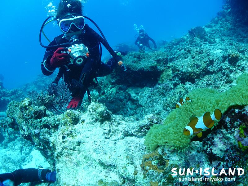カクレクマノミを撮影するダイバー