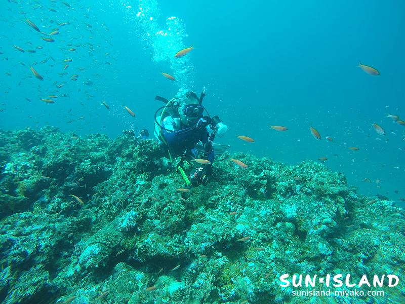 伊良部zまダイビングスポット【ハナダイの根】