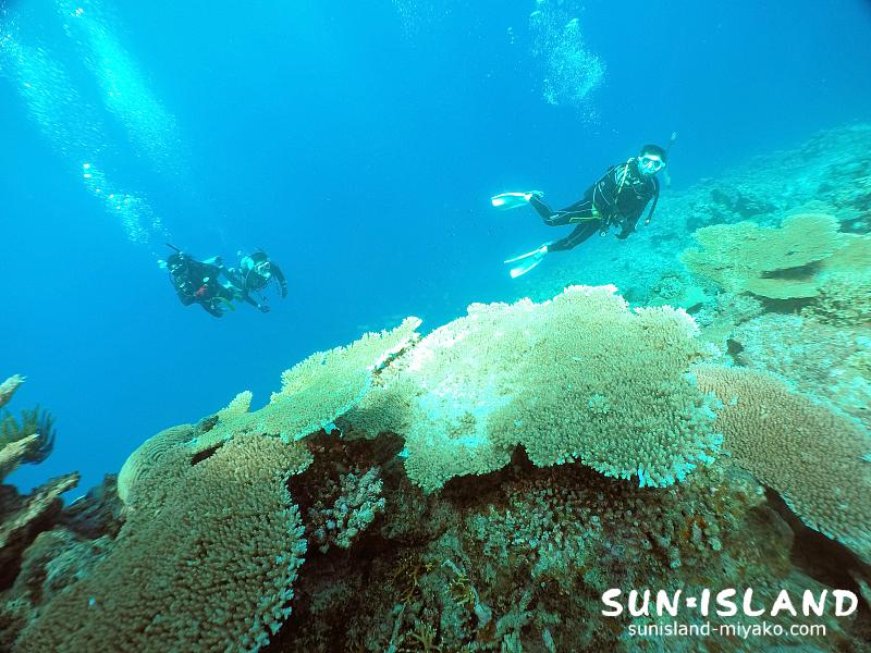 サンゴがキレイなヤビジ