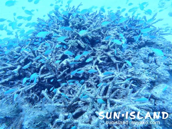 デバスズメダイ