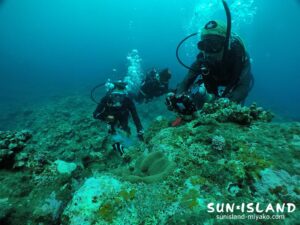 伊良部島ダイビングスポット【サシバ下】