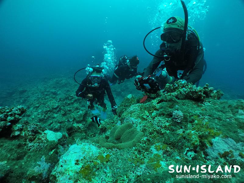 伊良部島ダイビングスポット【サシバ下】