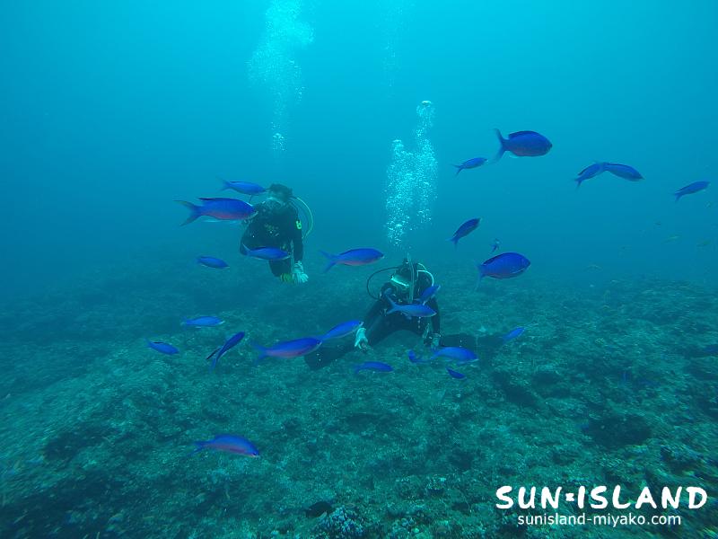 伊良部島ダイビングスポット【ハナダイの根】