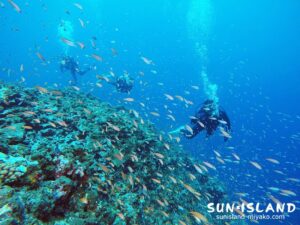 下地島ダイビングスポット【ハナダイの根】