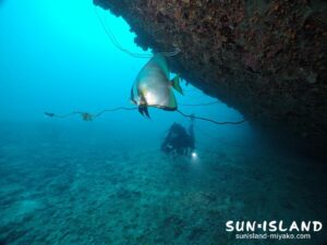 アカククリを撮影するダイバー