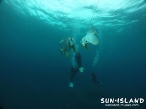 ダイバーと一緒に泳ぐツバメウオ